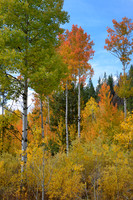 Fall Creek