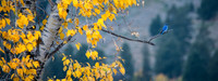 Autumn Bluebird