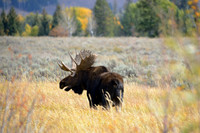 Bull Moose