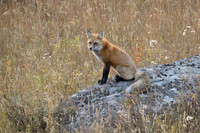 Silver-red Fox