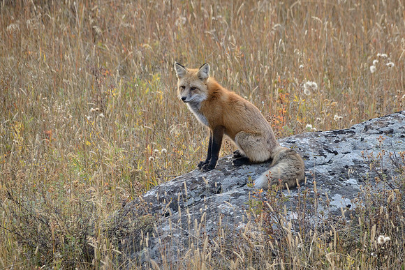 Silver-red Fox