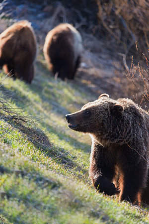 Spring Bear