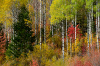 Hillside Grove