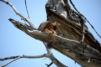 Rockchuck in a tree