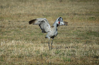 Sandhill Crane