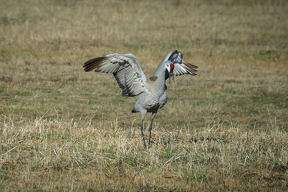 Sandhill Crane