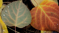 Fallen