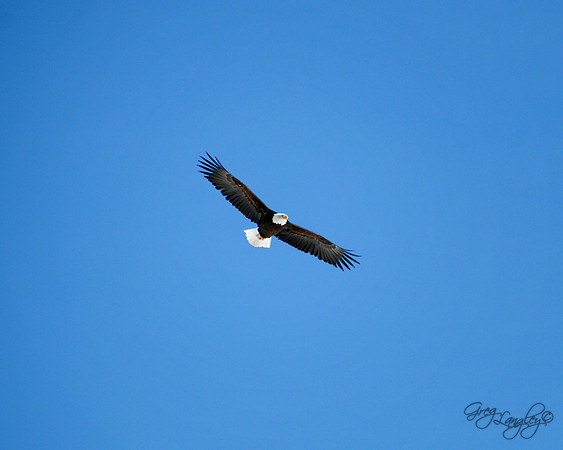 Bald Eagle