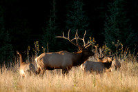 On Guard