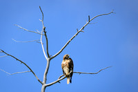 Red-tailed hawk