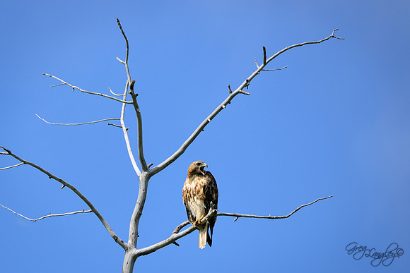 Red-tailed hawk