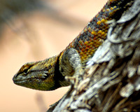Desert Dweller
