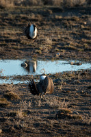 Sage Grouse Standoff