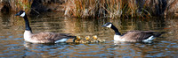 Springtime Goslings