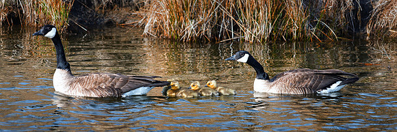 Springtime Goslings