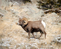 Big Horn Sheep