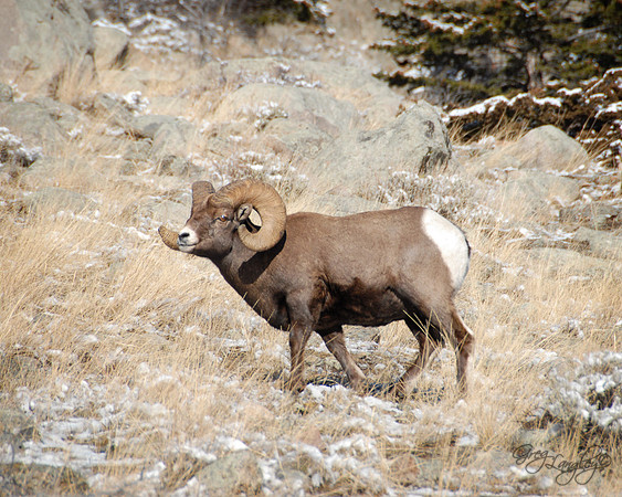 Big Horn Sheep
