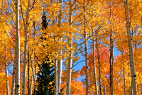 Quaking Forest
