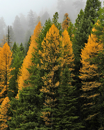 Tamarack Fog