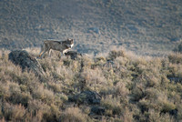 Gray Wolf