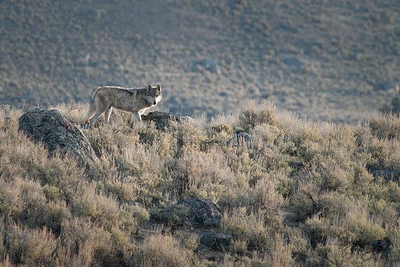 Gray Wolf