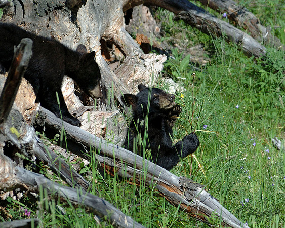 Bear Cubs