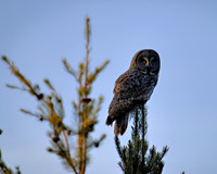 Great Gray