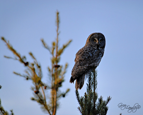 Great Gray