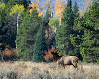 Autumn Elk