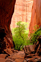 Slot Canyon along the Burr Trail