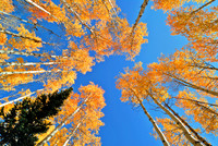 Autumn Cathedral