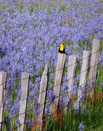 Songbird