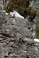 Mountain Goats