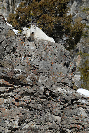 Mountain Goats
