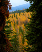 Tamarack Valley