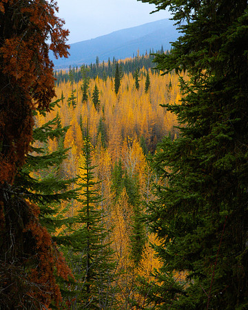 Tamarack Valley