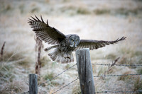 Landing
