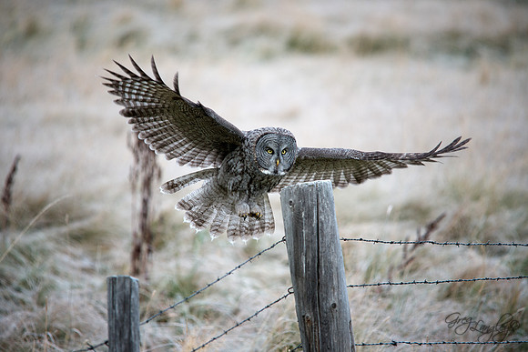 Landing