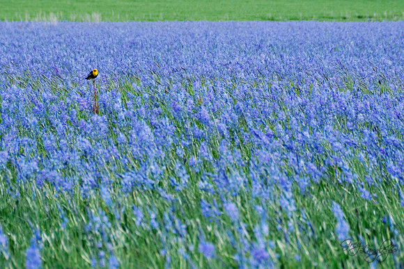 Camas field