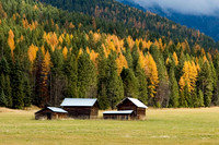 Tamarack Fall