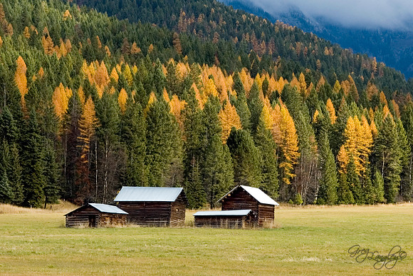 Tamarack Fall