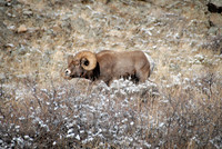 Winter Bighorn