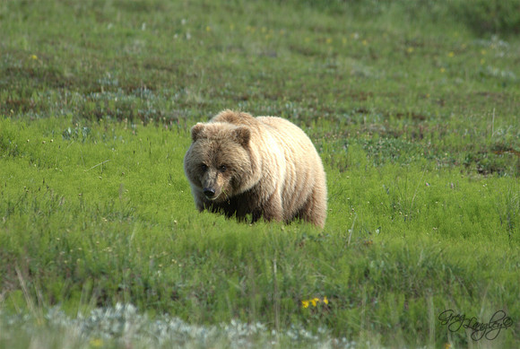 Denali Grizzly