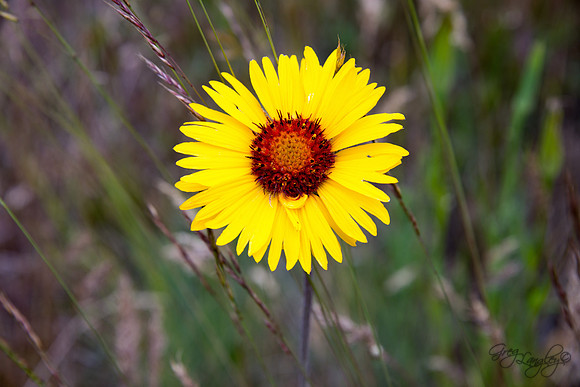 Montana Daisy