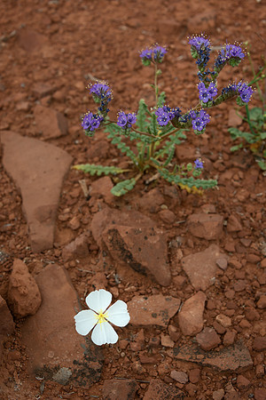 Mexican Hat Flowers