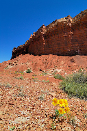 Desert Flowers