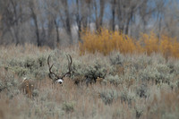 Camoflauge