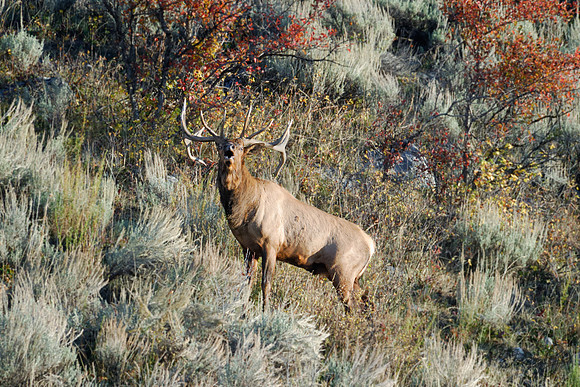 Elk Bugle