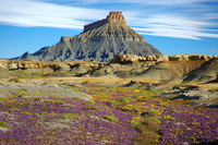 Factory Butte Flowers
