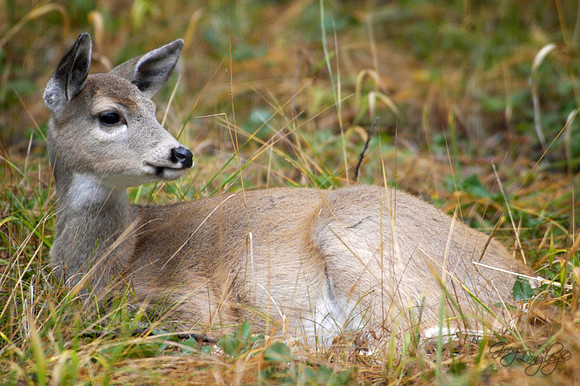 Fawn